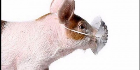 Proljev kod prasadi - kako liječiti kod kuće